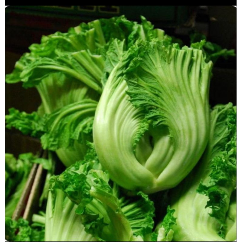 

50 Biji Benih Sawi Mustard