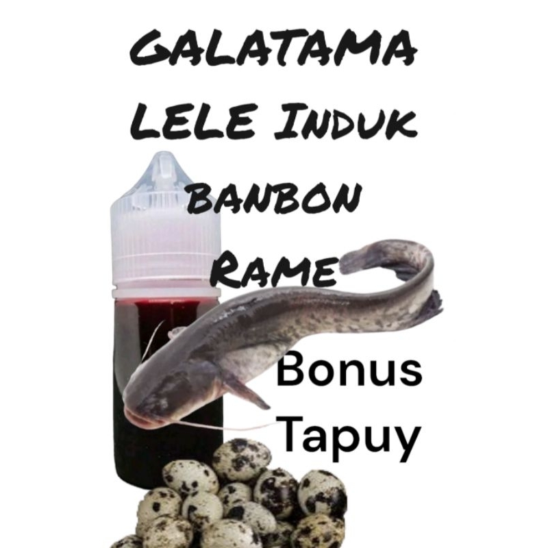 essen Galatama Induk/Babon Lele + Bonus Umpan Tapuy