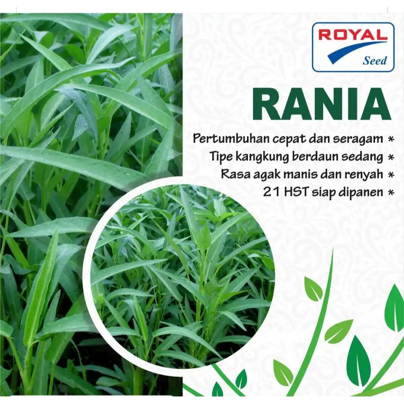 

KANGKUNG RANIA 100 GRAM