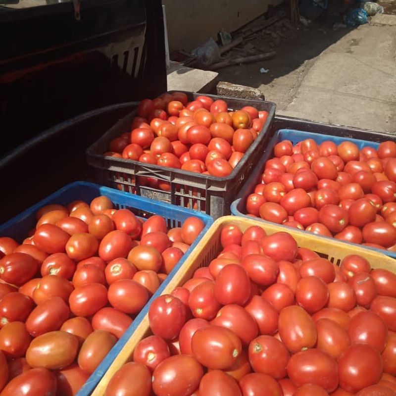 

tomat merah premium 1 kg