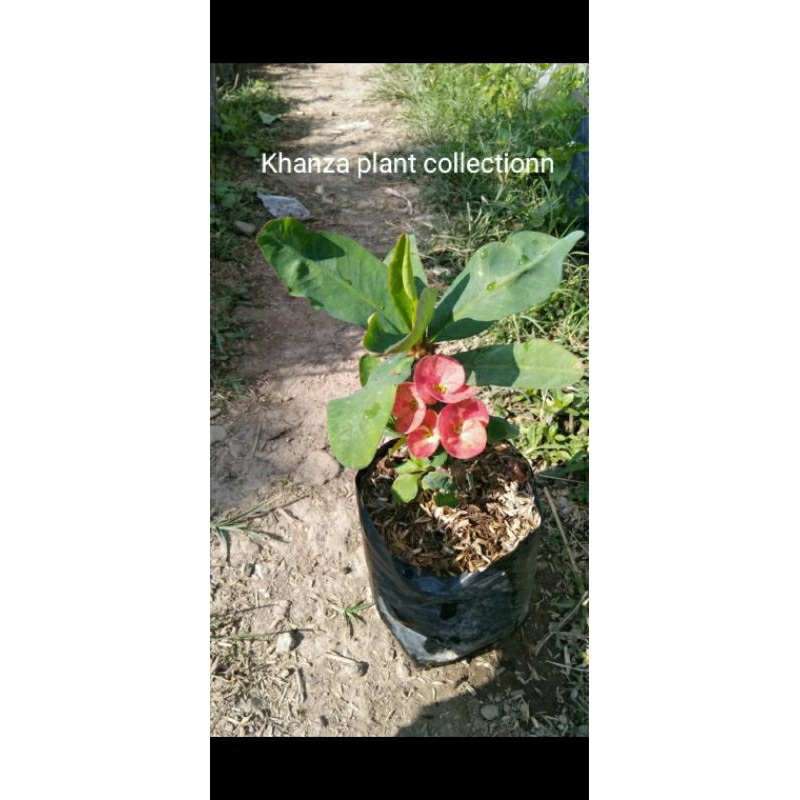 Tanaman hias eforbia