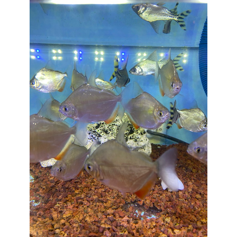 hiasan silver dollar /2ekor