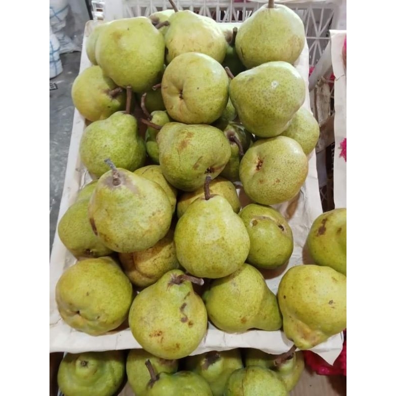 

Buah Pir monyet