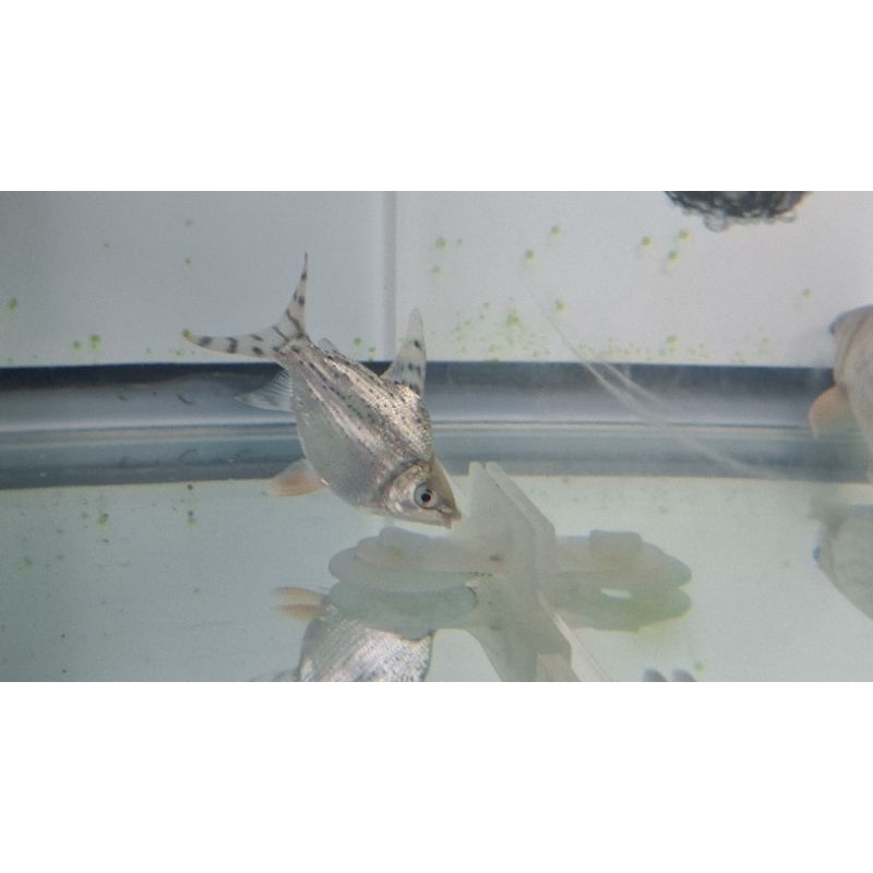 Red Feifeng Shortbody 7-9 cm