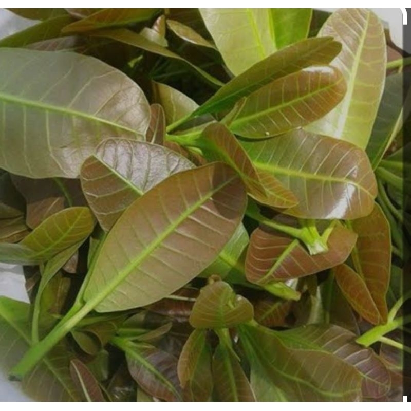 

Daun mete