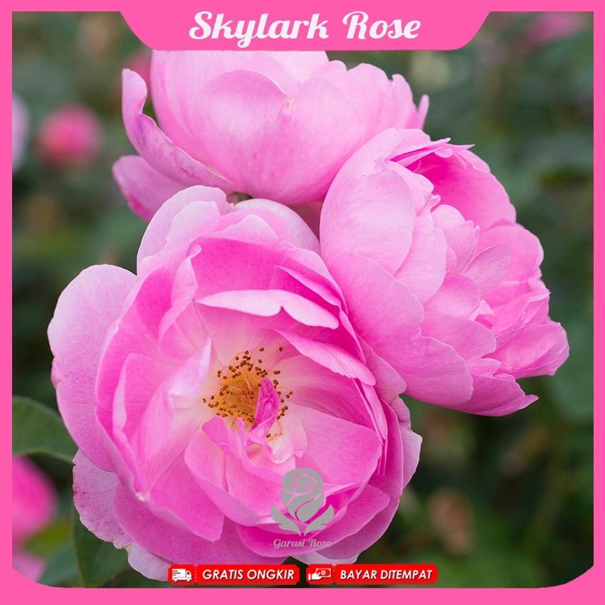 Mawar Import Skylark - David Austin Rose