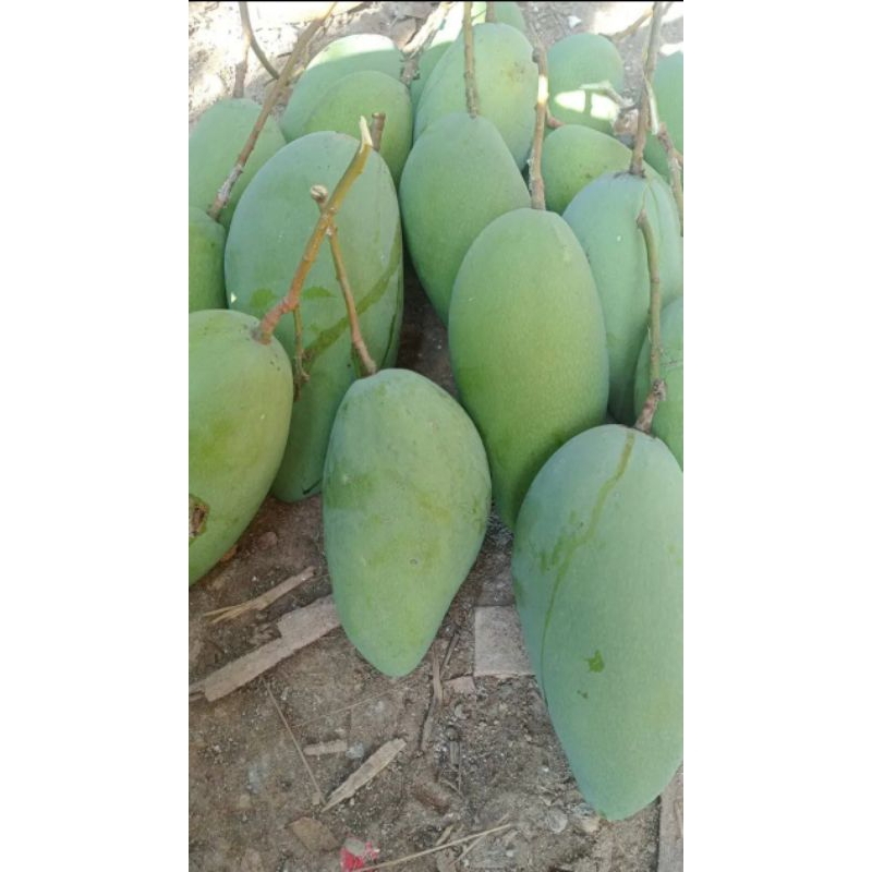 

mangga rujak mangga lombok 1kg