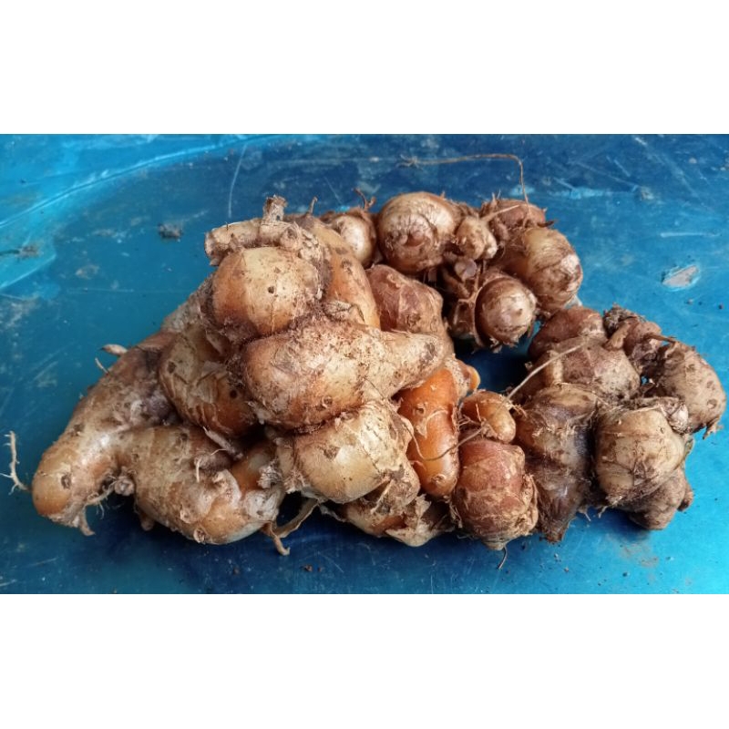 

kencur segar 500 gram rempah alami