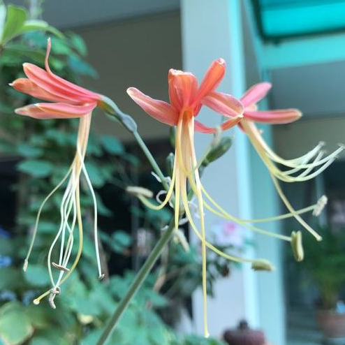 tanaman lily ratu bunga merah peruvian lily eucrosia bicolor