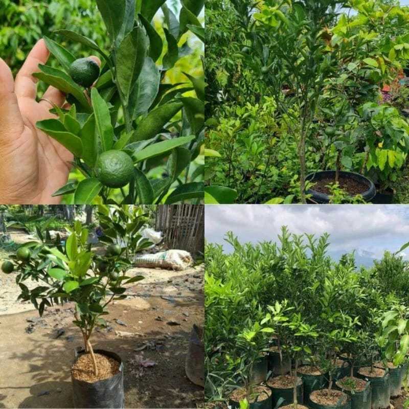 Blumenhaut Bibit Jeruk Baby Java Unggul
