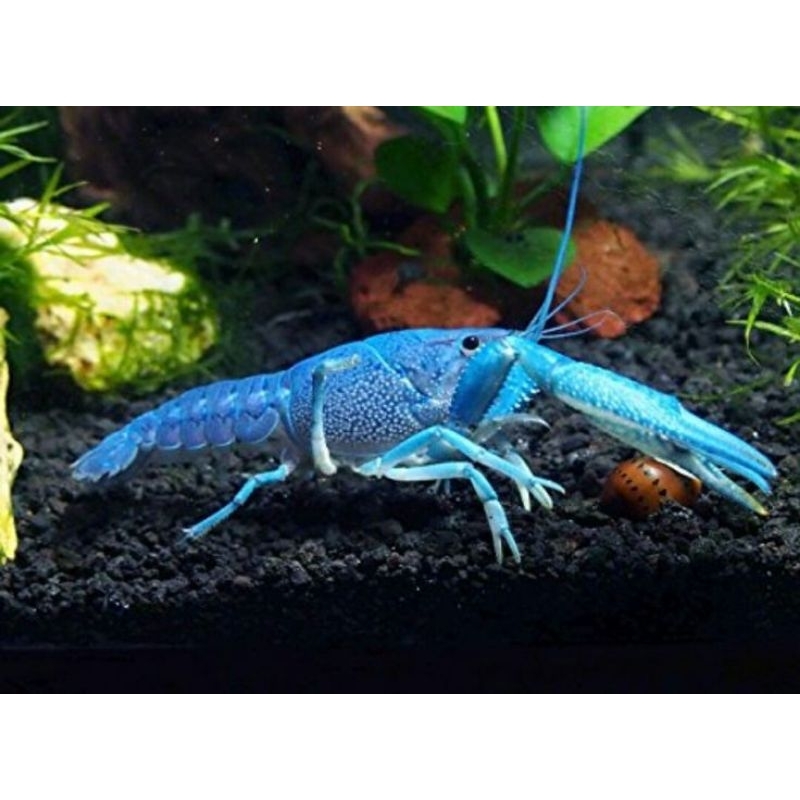Blue Lobster Air Tawar Lobster Hias Biru Air Tawar