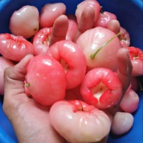 

Jambu air untuk rujak