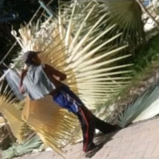 

DAUN LONTAR / SIWALAN / ENTAL (PUPUS MUDA) 1 PUCUK BASAH FRESH