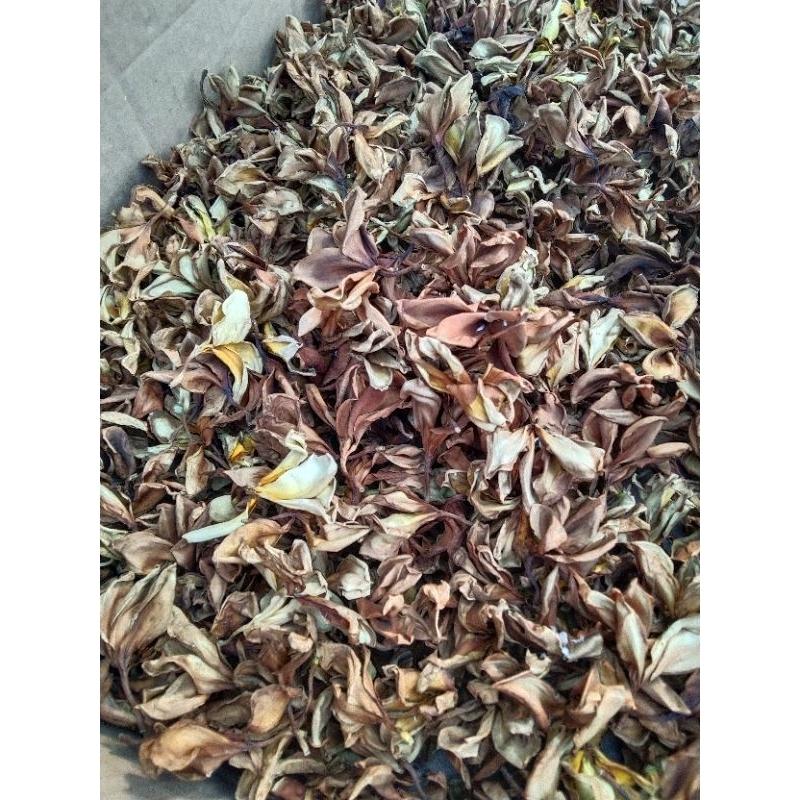 Bunga Kamboja Kering 100 Gr