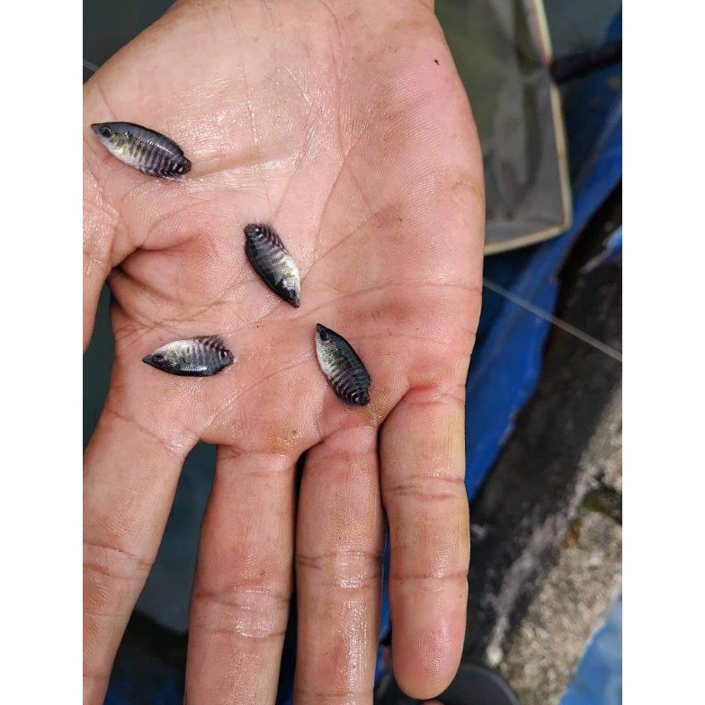 KODE R4F Promo COD Isi 75 Ekor Bibit Gurame soang Ukuran nguaci