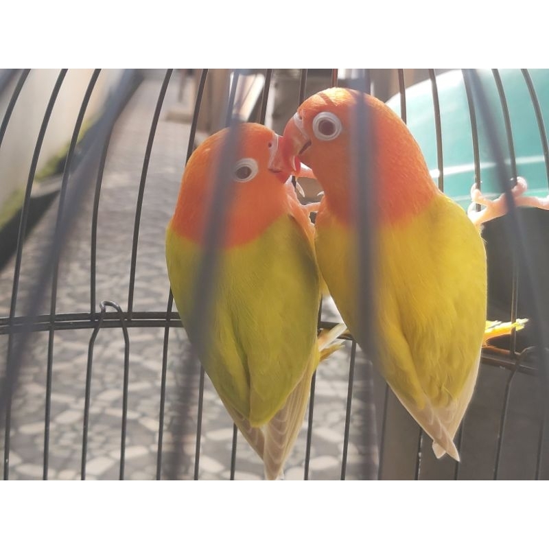 BURUNG LOVEBIRD BIOLA PF SPLIT PB PONTIANAK