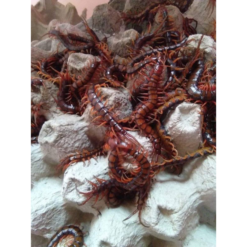 Lipan Merah Murah Terlaris Kelabang Hidup - Kelabang Merah - Kelabang Pakan Arwana - Lipan Size 5