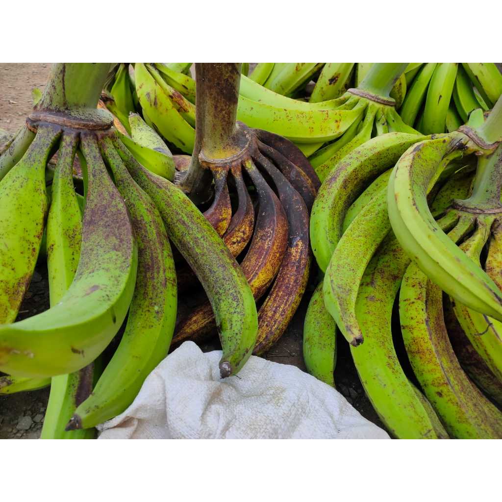 

PISANG TANDUK ASLI LERENG MURIA KUALITAS SUPER/GEDANG BYAR