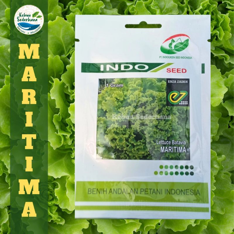 (PREORDER) BENIH SELADA BATAVIA MARITIMA 500 PILL ENZA ZADEN INDOSEED