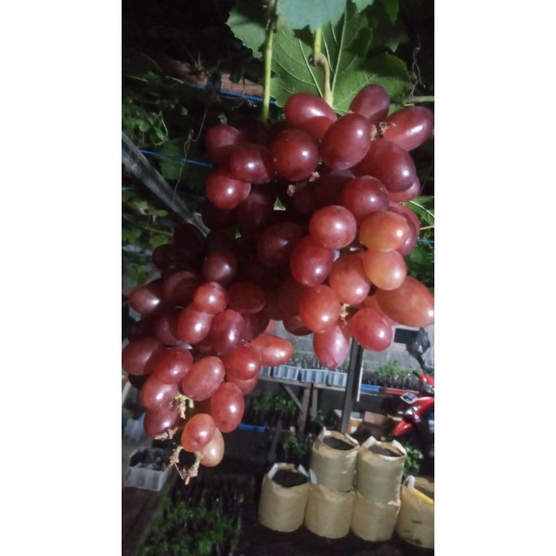 

anggur import taldun smprn