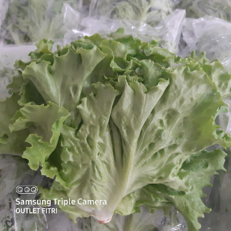 

[1 pack] Selada Keriting Hidroponik