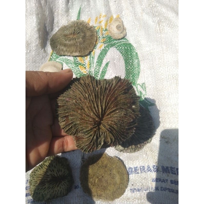 

f0s1l jamur purba kristal alam