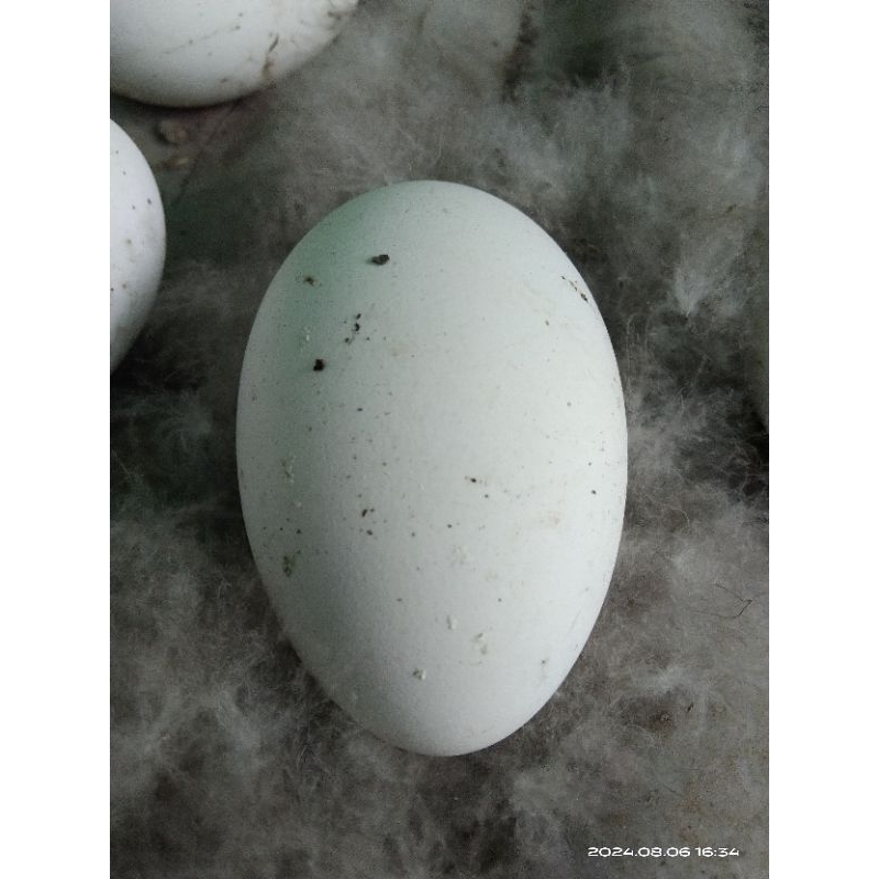 telur angsa soang putih Bagus bukan busuk