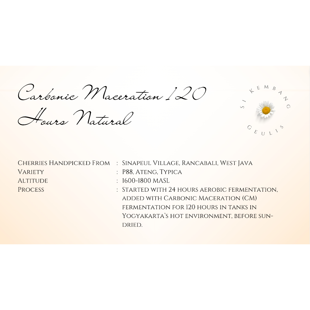 

Green Bean Arabika Sinapeul Jawa Barat Carbonic Maceration (CM) Natural 120H - Biji Kopi Mentah