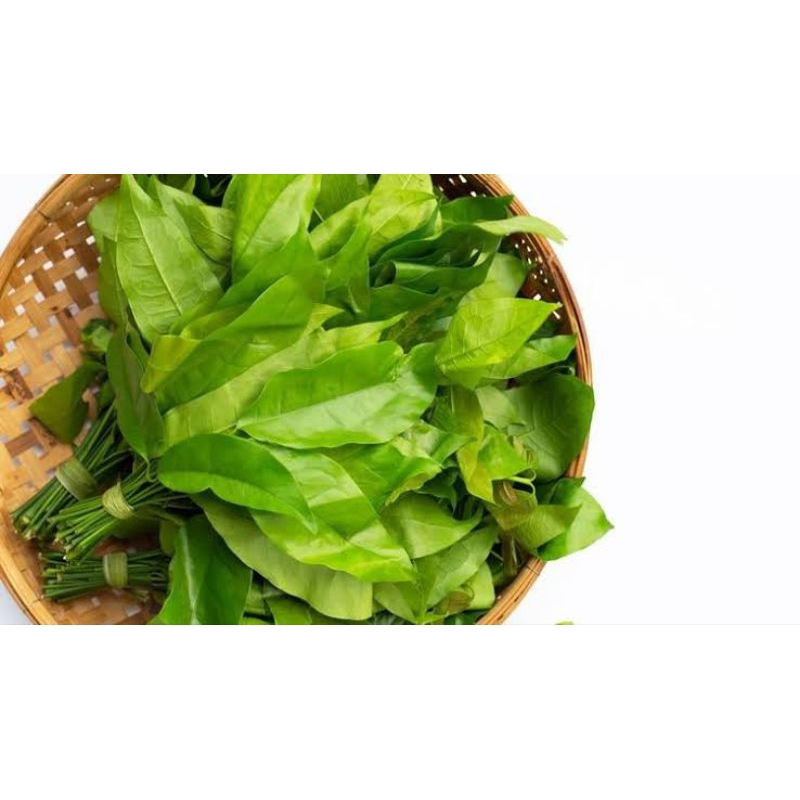 

daun mlinjo