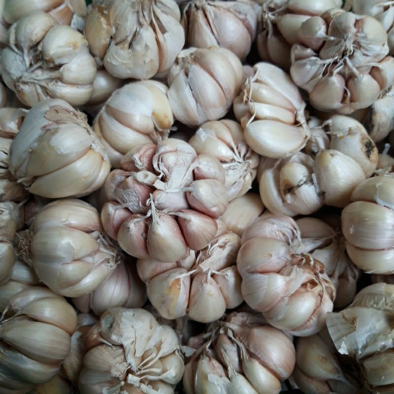 

bawang putih super fres