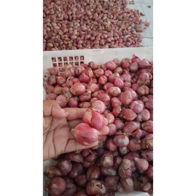 

bawang merah super