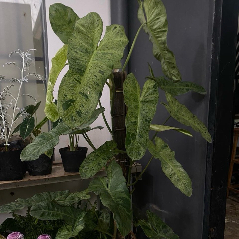 TANAMAN HIAS PHILO PARAISO VERDE // TANAMAN PHILODENDRON PARAISO VERDE