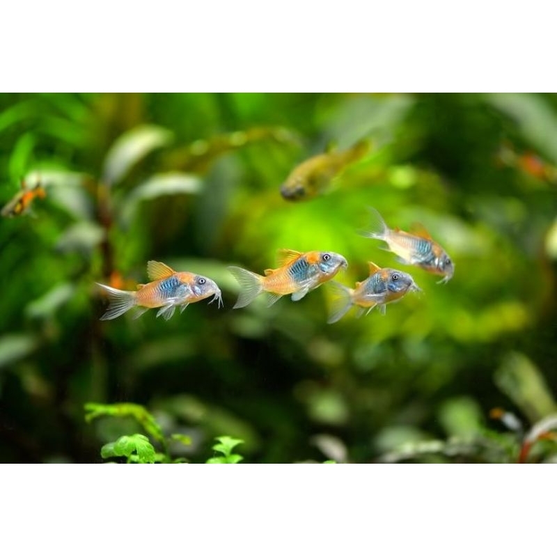 Corydoras Venezuela