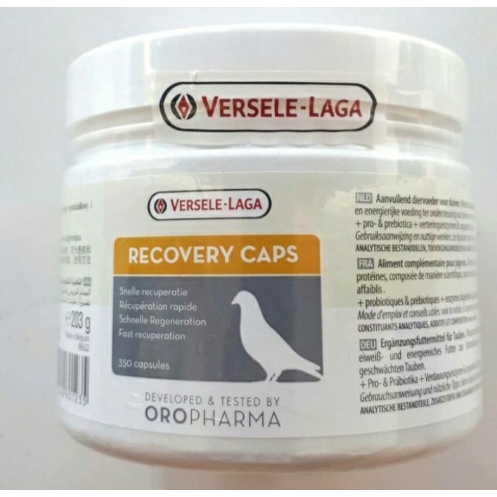 RECOVERY VERSELE LAGA IMPORT VITAMIN BURUNG MERPATI DARA KOLONG BALAP TINGGI