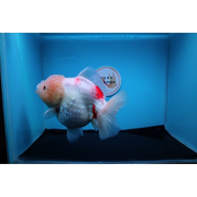 Ikan Mas Koki Oranda Short Tail Jumbo Size 15 cm. g6