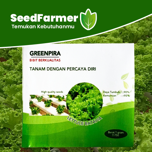 Benih Selada Greenpira Batavia Keriting Hijau Lettuce Tidak Bolting Kemasan 1 Gram Original Pabrik P