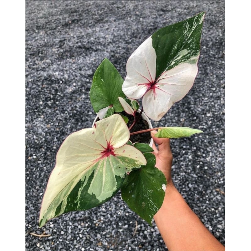 Tanaman Hias Hidup - Caladium NEW HYBRID - Keladi hybrid persialangan
