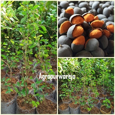 Bibit Tanaman Kranji - Keranji I Asam Kranji