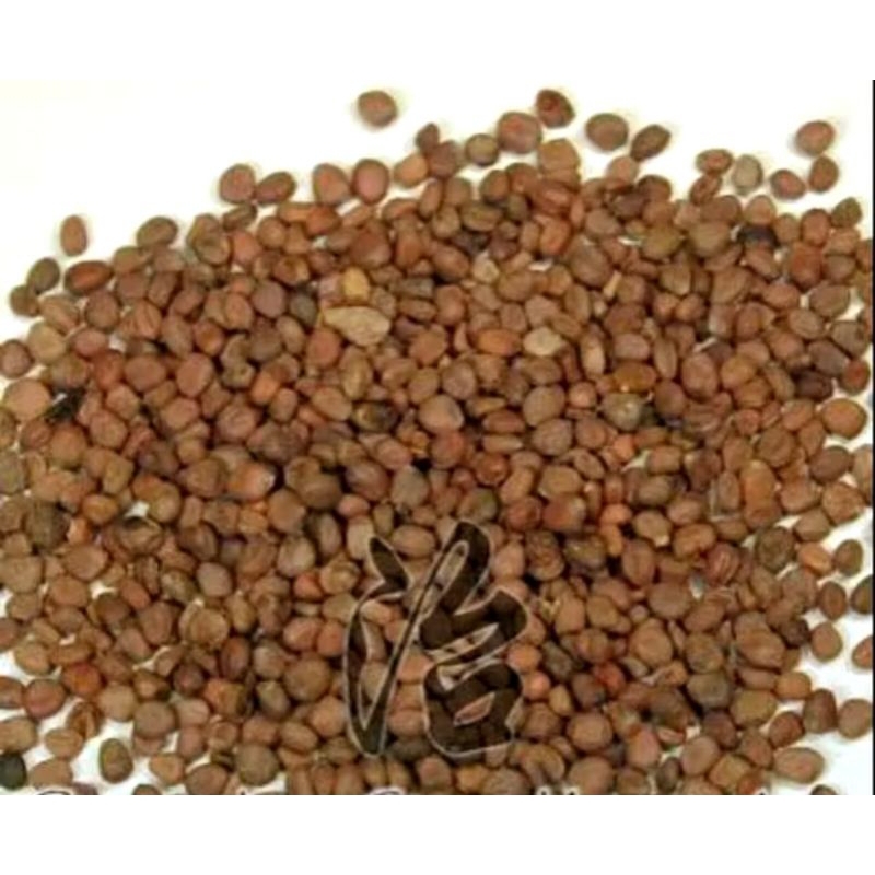 

10 G 50 GR 100 GRAM 莱菔子 LAI FU ZI SEMEN RAPHANI RADISH SEED SEEDS DAIKON