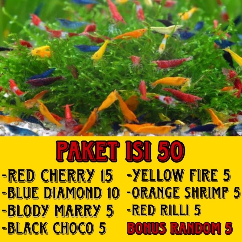 paket warna lengkap udang hiasan aksesoris aquarium