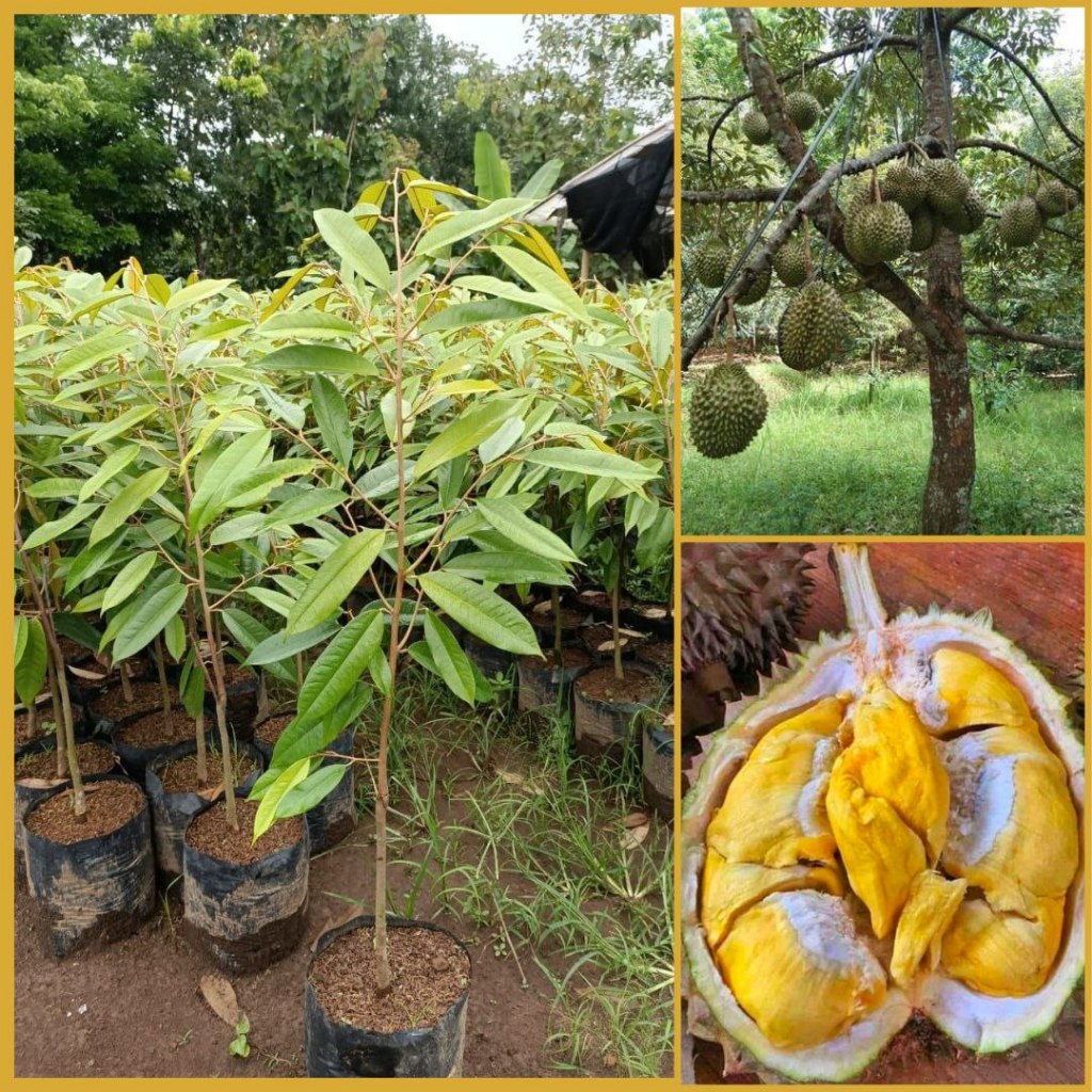 BIbit Durian Bawor Murah, Pohon Durian Bawor, Bibit Durian Bawor Banyumas