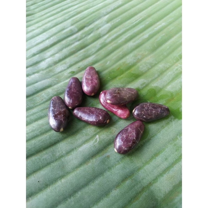 benih biji bibit kakao mcc 02