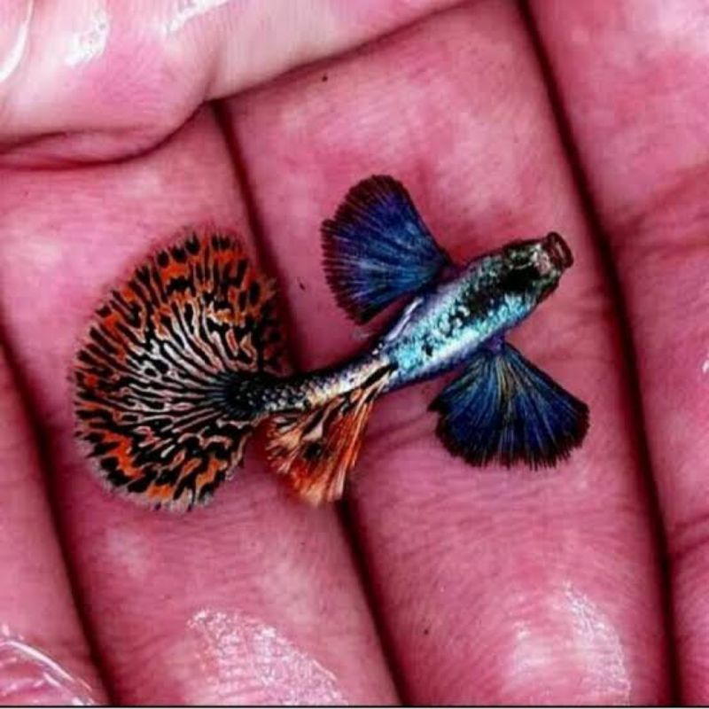 Guppy Platinum mozaik dumbo ear