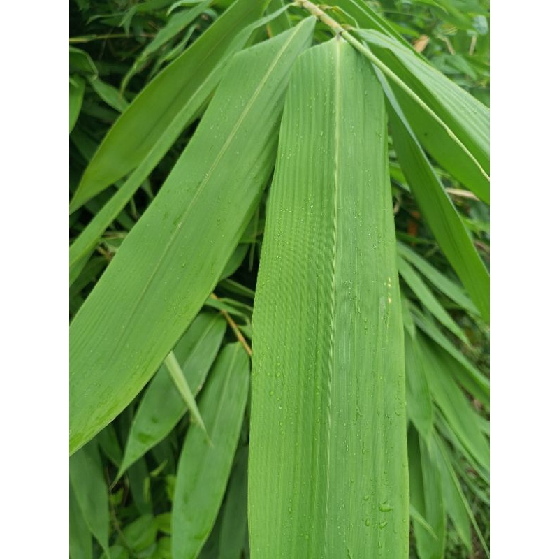 

DAUN BAMBU LEBAR DAN SEGAR 50 LEMBAR
