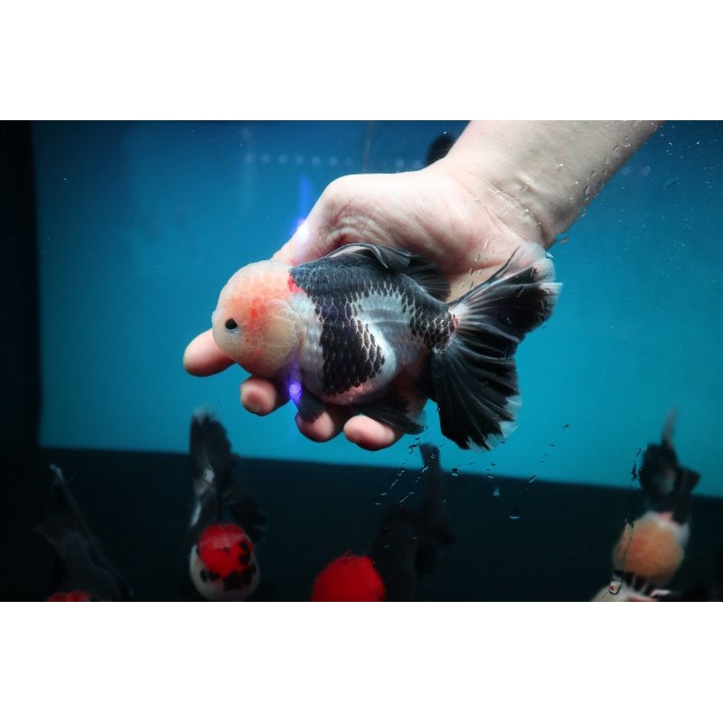 Ikan Mas Koki Oranda Panda Rose Tail Jumbo Size 14 cm. h1
