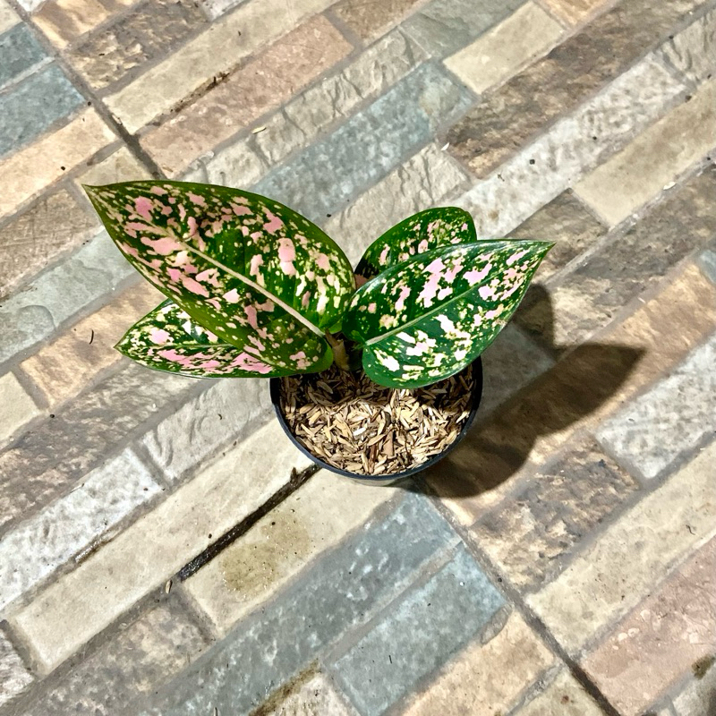 Aglaonema ruby compacta