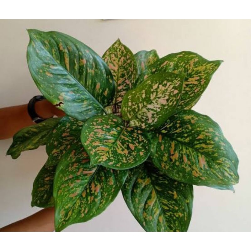 aglonema ciangmay - ruby ciangmay