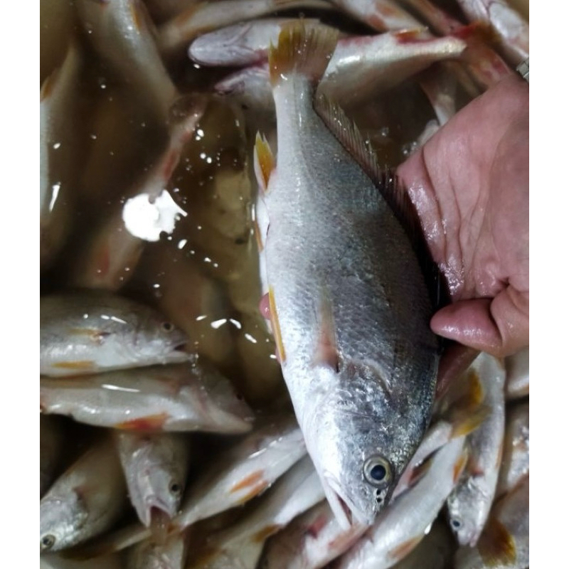 

ikan samge segar 1 kg/ ikan samge fresh