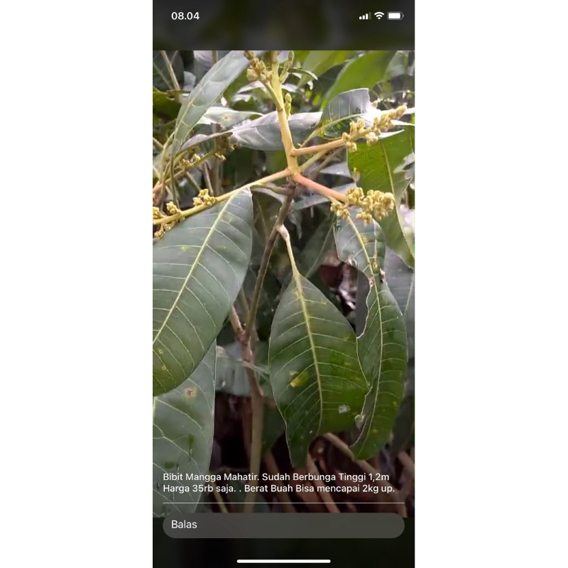 bibit mangga mahatir berbunga tertinggi 2meter up