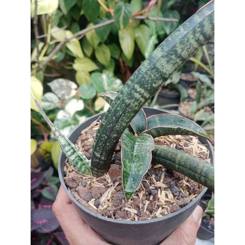 sansevieria/lidah mertua Ficheri Black